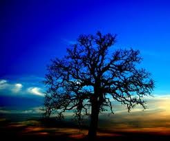 images (42)