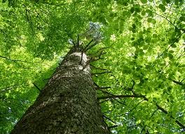 images (51)