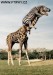 žirafa a zebra